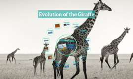 Evolution of the Giraffe by everett elder on Prezi
