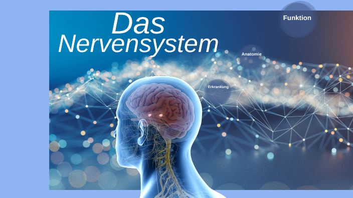 Das Nervensystem by Paula Sofia Christoforidou on Prezi