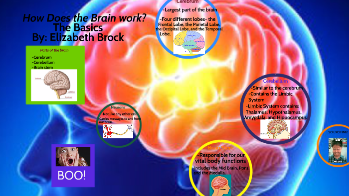 Parts of the Brain and their functions by Elizabeth Brock on Prezi