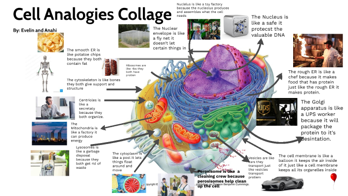 Cell Analogies Collage By Evelin Rojas On Prezi