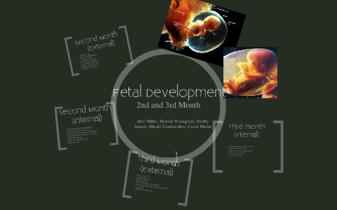Fetal Development by Alexandra Miller on Prezi