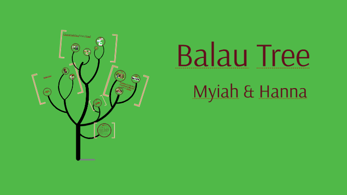 Balau Tree by Hanna DeClark on Prezi