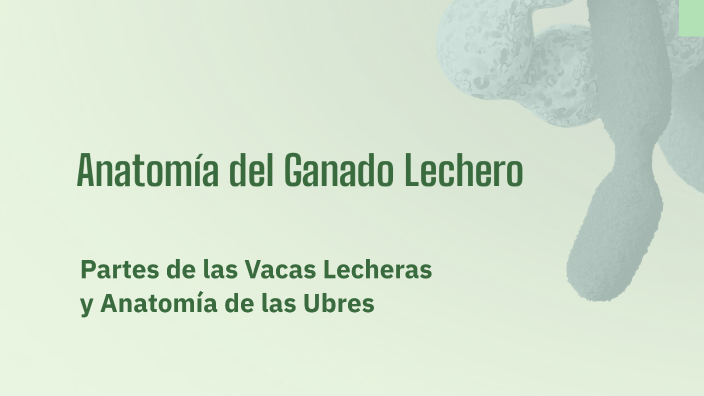 Anatomía del Ganado Lechero by Diego Briceño on Prezi