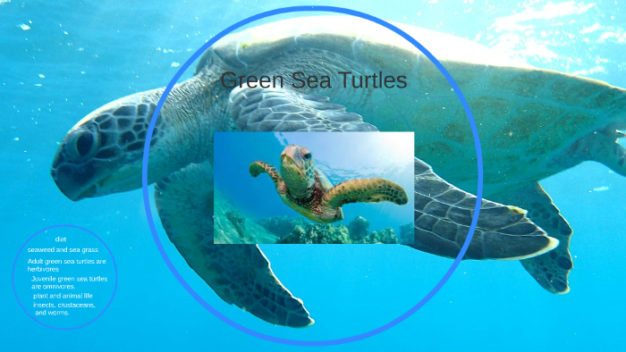 sea turtle by David Yang on Prezi
