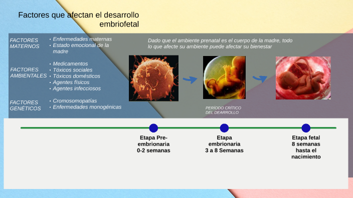 Factores Que Intervienen En El Desarrollo Embrionario