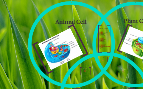 Animal Cell by Anne Jiang on Prezi