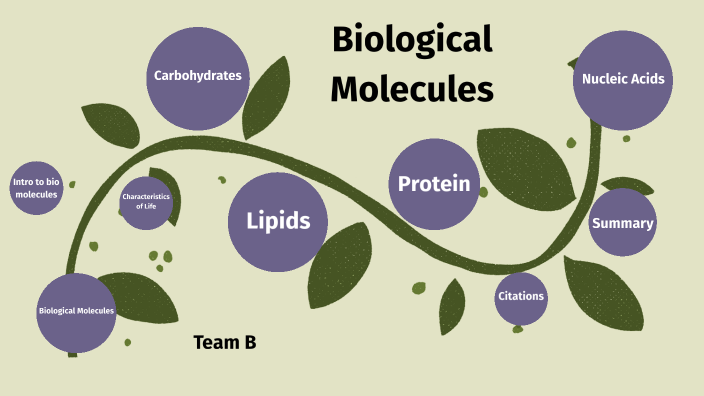 Biological Molecules B Team By Daniel Lee On Prezi