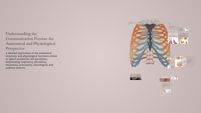 Understanding the Communication Process: An Anatomical and ...