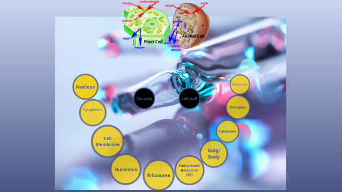 Plant and animal cells by RYAN LEISS on Prezi