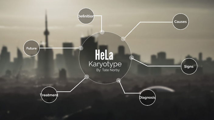 HeLa Karyotype by Tate Norby on Prezi