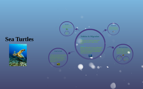 Sea Turtles by arely rodriguez on Prezi