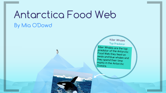 antarctica-food-web-by-mia-o-dowd-on-prezi