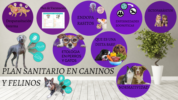 PLAN SANITARIO EN CANINOS Y FELINOS by lina mayerly salazar ortiz on Prezi