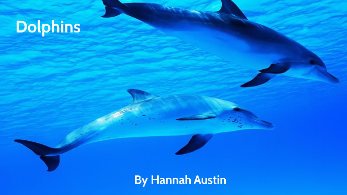 Hannah - Dolphins by Duncan Austin