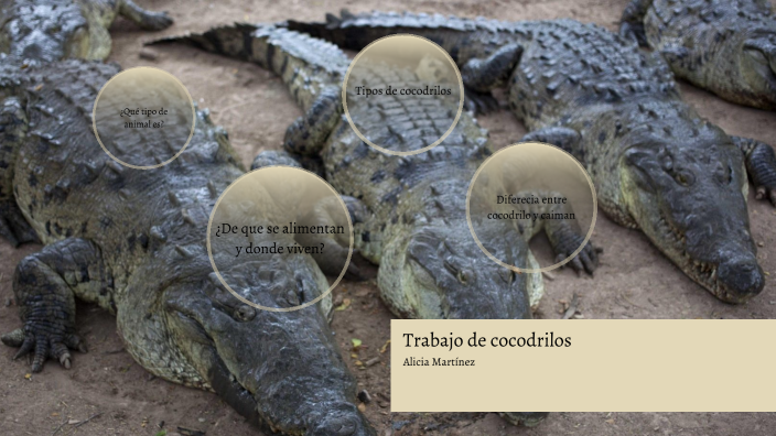 Trabajo de cocodrilos by Alicia Martinez