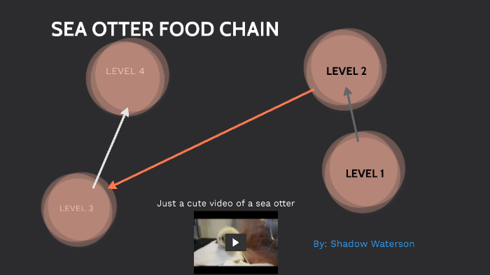 SEA OTTER FOOD CHAIN by shadow waterson on Prezi