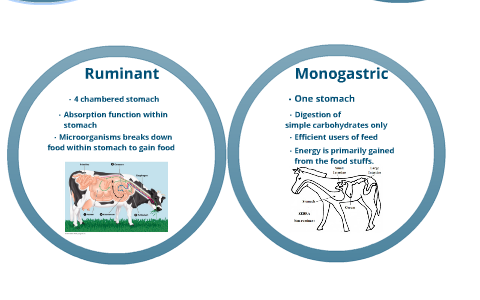 Ruminant Digestive System Vs. Monogastric Digestive System by Bryan