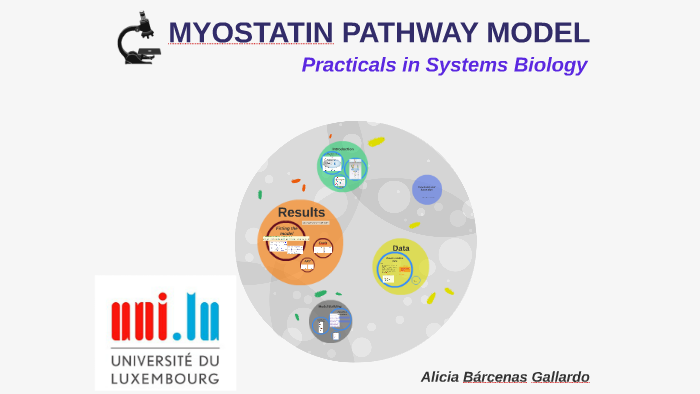 MYOSTATIN PATHWAY MODEL By Alicia Bárcenas On Prezi