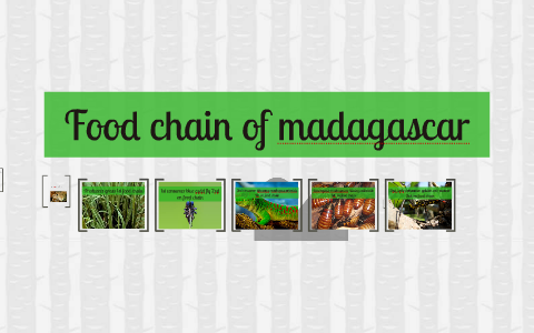 Madagascar Food Web