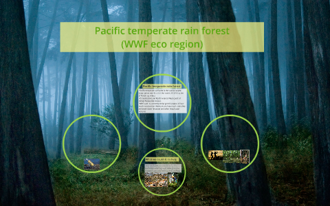 Pacific temperate rain forest (WWF eco region)Pacific by Flora Lam on Prezi