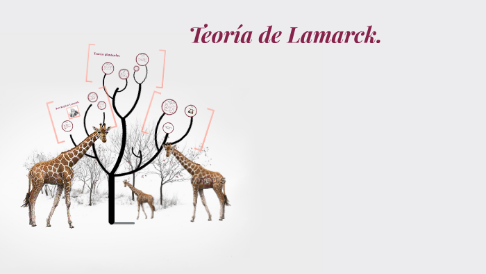 Teoría De Lamarck. By Kamila Yanez On Prezi