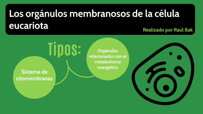 Orgánulos Membranosos De La Célula Eucariota By Raul Bak On Prezi