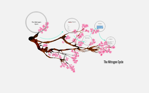 The Nitrogen Cycle by Michael Williams on Prezi