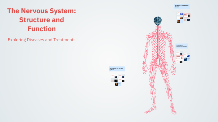 The Nervous System: Structure and Function by Rusnė Motūzaitė on Prezi