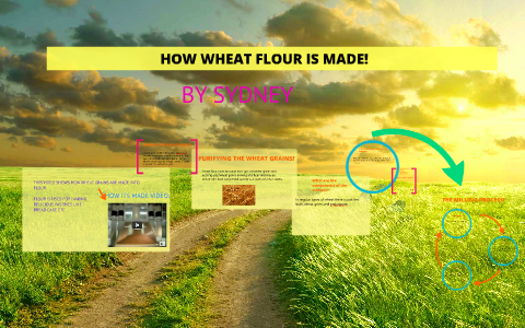 HOW WHEAT FLOUR IS MADE! W/ SEPARATION PROCESS! BY SYDNEY by Sydney C ...