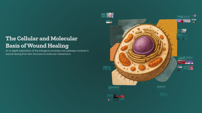 The Cellular and Molecular Basis of Wound Healing by Aya Qur3an on Prezi