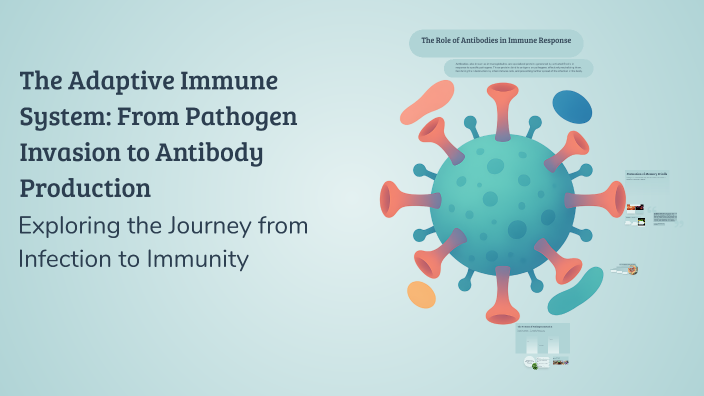 The Adaptive Immune System: From Pathogen Invasion to Antibody ...