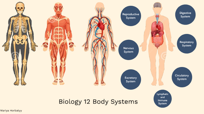 Bio 12 Body Systems by Mariya Horbatyy on Prezi