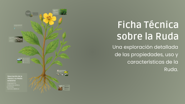 Titulos Ruda Ficha Técnica sobre la Ruda by erick gavilanes on Prezi