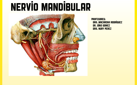 nervio mandibular by juanpablo orellana