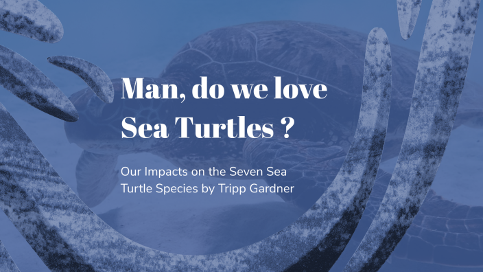 Sea Turtles: A Fragile Existence by Daniala Gardner on Prezi