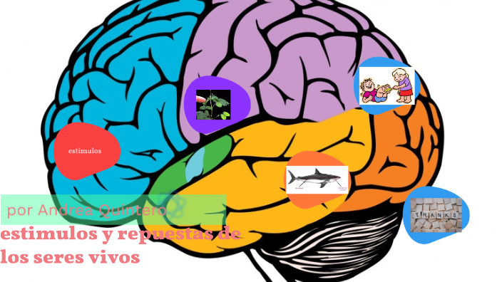 Estimulos y respuestas de los seres vivos by ANDREACAROLINA