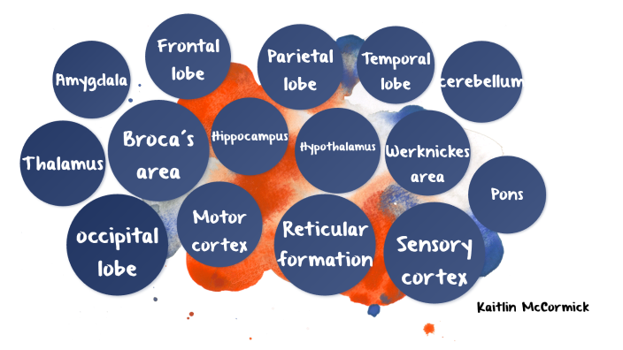 The Brain Prezi ft. Lilo and Stitch by Kaitlin McCormick on Prezi