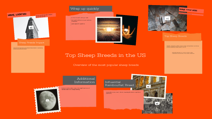 Top Sheep Breeds in the US by Lindsey Davie on Prezi