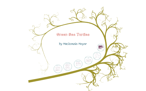 Green Sea Turtles by Mackenzie Meyer on Prezi