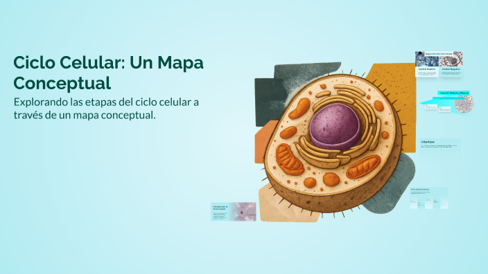 Ciclo Celular: Un Mapa Conceptual by Estela DL on Prezi