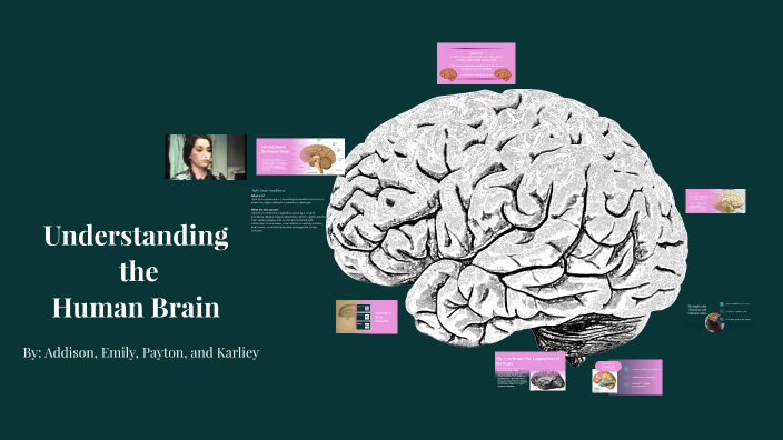 Understanding the Human Brain: Structure and Function by Addison ...