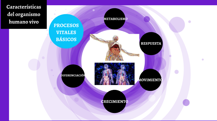 CARACTERÍSTICAS DEL ORGANISMO HUMANO By Jeritza Pacheco On Prezi