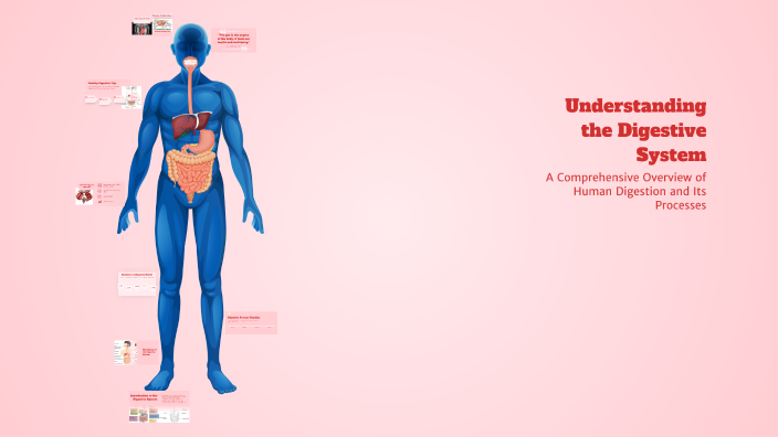 Understanding the Digestive System by Banner on Prezi