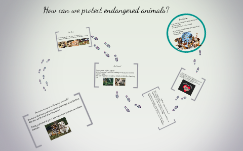 How can we protect endangered animals? by Aben Aigerim on Prezi