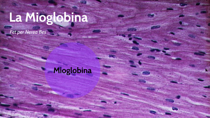 LA MIOGLOBINA by Nerea A19 Bes Gimenez on Prezi
