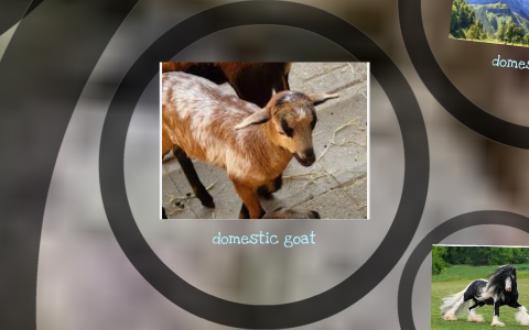 what is the snow leopard food chain by on Prezi