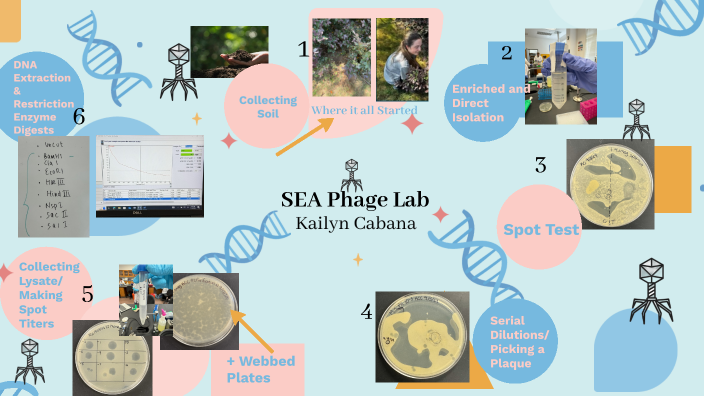 SEA Phage Lab by Kailyn Cabana on Prezi