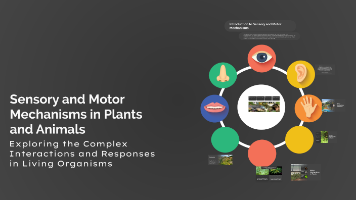 Sensory and Motor Mechanisms in Plants and Animals by Anthony John Sosa ...