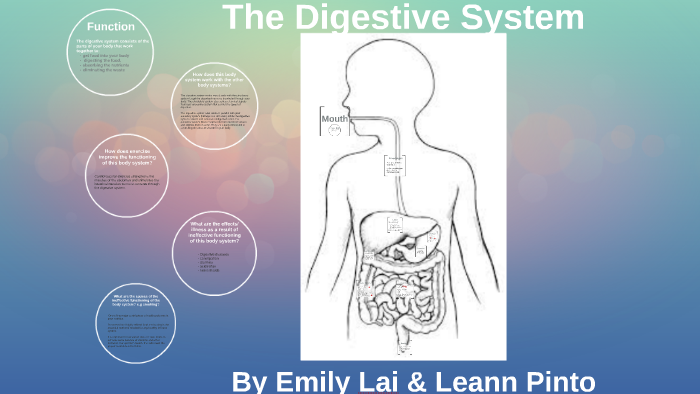 The Digestive System by Emily L on Prezi