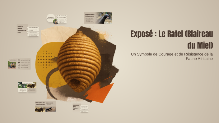 Exposé : Le Ratel (Blaireau du Miel) by Elouan on Prezi